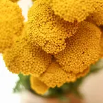 招待所 茉莉公寓 4*