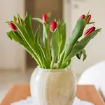 茉莉公寓 斯普利特