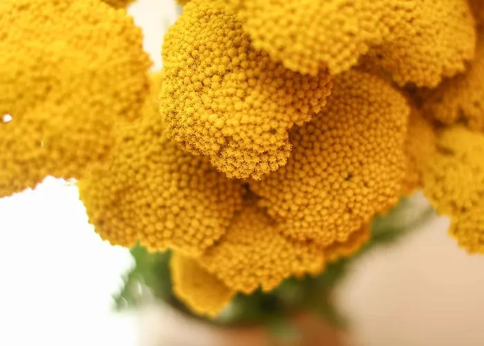 Vendégház Jasmin 4*