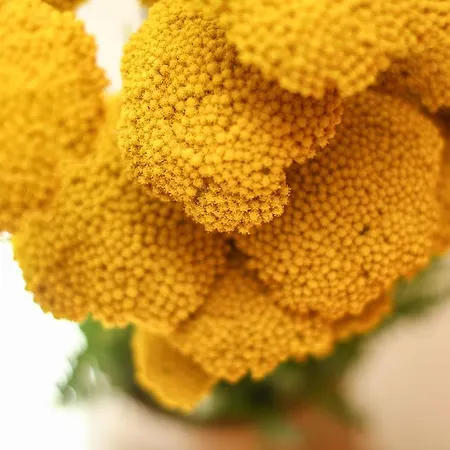 Casa de hóspedes Jasmin 4*